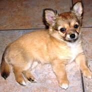 Chihuahua Triggi