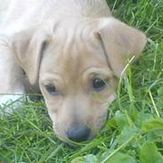 Blanding af racer Sif