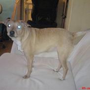 Blanding af racer Sif