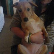 Blanding af racer Sif