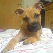 Amerikansk staffordshire terrier Diego