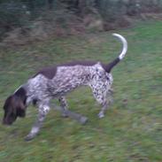 Gammel dansk hønsehund Gigi