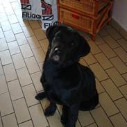Labrador retriever Zeus Bassen <3