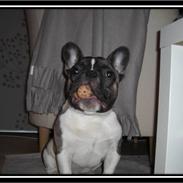 Fransk bulldog Kato *RIP*