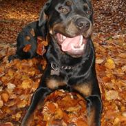 Rottweiler Basse
