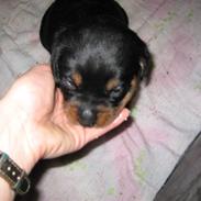 Rottweiler Basse