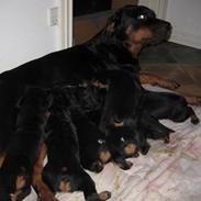 Rottweiler Basse