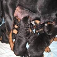 Rottweiler Basse