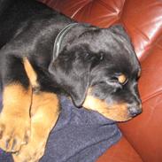 Rottweiler Basse