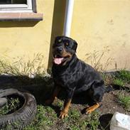 Rottweiler ANTON <3 R.I.P <3