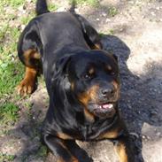 Rottweiler ANTON <3 R.I.P <3