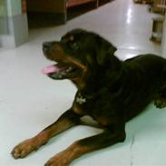 Rottweiler ANTON <3 R.I.P <3