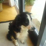 Border collie Thia