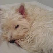 West highland white terrier Soffi