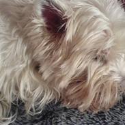 West highland white terrier Soffi