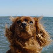 Cavalier king charles spaniel Canis