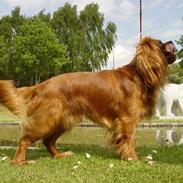 Cavalier king charles spaniel Canis