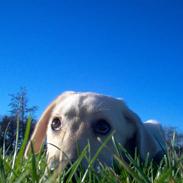 Labrador retriever Mille