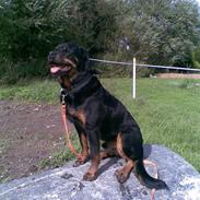 Rottweiler amadeos" buster "