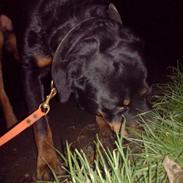 Rottweiler amadeos" buster "