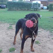Rottweiler amadeos" buster "