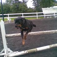 Rottweiler amadeos" buster "