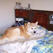 Akita inu Akkan of Tsuyoi Kuma Ken