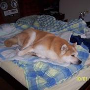 Akita inu Akkan of Tsuyoi Kuma Ken