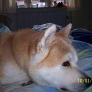 Akita inu Akkan of Tsuyoi Kuma Ken
