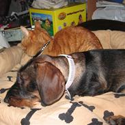 Gravhund Tilla