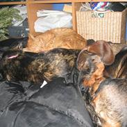 Gravhund Tilla