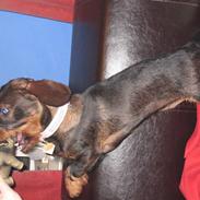 Gravhund Tilla