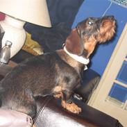 Gravhund Tilla