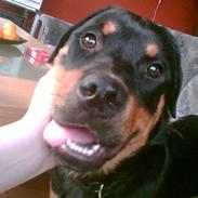 Rottweiler Tezza