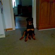 Rottweiler Tezza