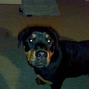 Rottweiler Tezza