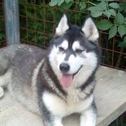 Siberian husky GRAY Mystery