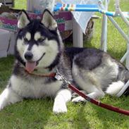 Siberian husky GRAY Mystery