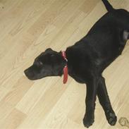 Blanding af racer Laika