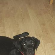 Blanding af racer Laika