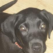 Blanding af racer Laika