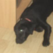 Blanding af racer Laika