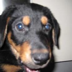 Blanding af racer Gonzo