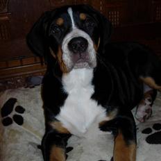 Grosser schweizer sennenhund Berta