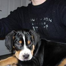 Grosser schweizer sennenhund Berta