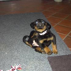 Rottweiler Shila (bøffen)