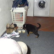 Rottweiler Shila (bøffen)