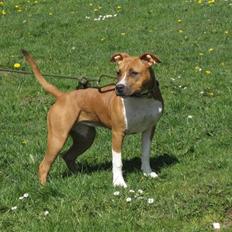 Amerikansk staffordshire terrier Dixie