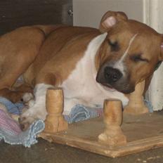 Amerikansk staffordshire terrier Dixie