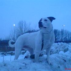 Amerikansk bulldog chanel